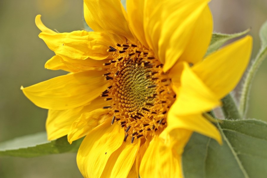 Photo of a bright yellow sunflower