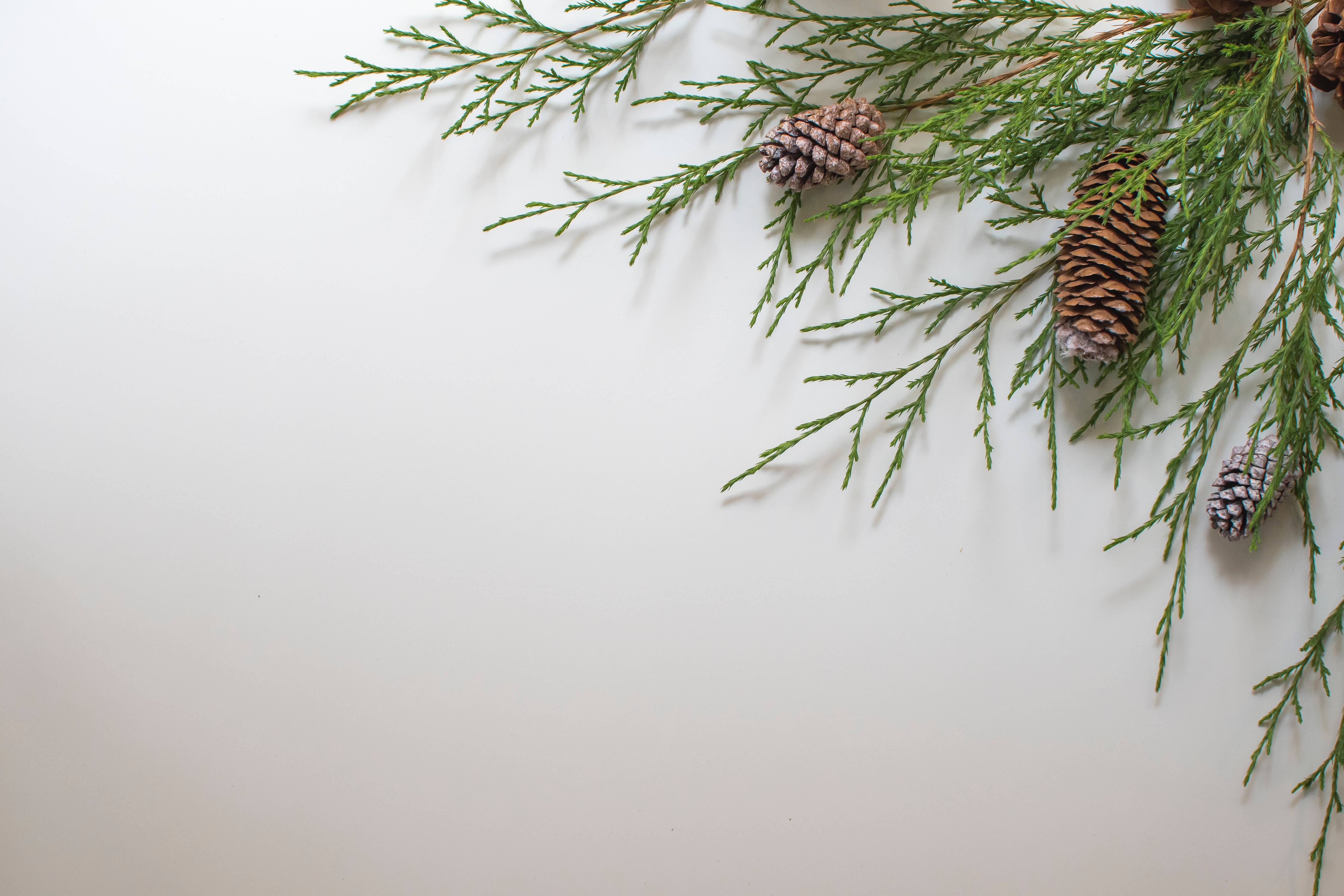 Christmas greenery and pinecone