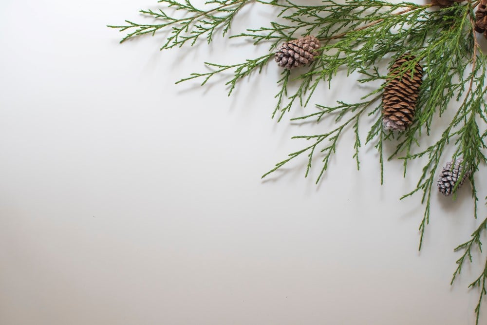 Photo of a cedar bough and pinecones