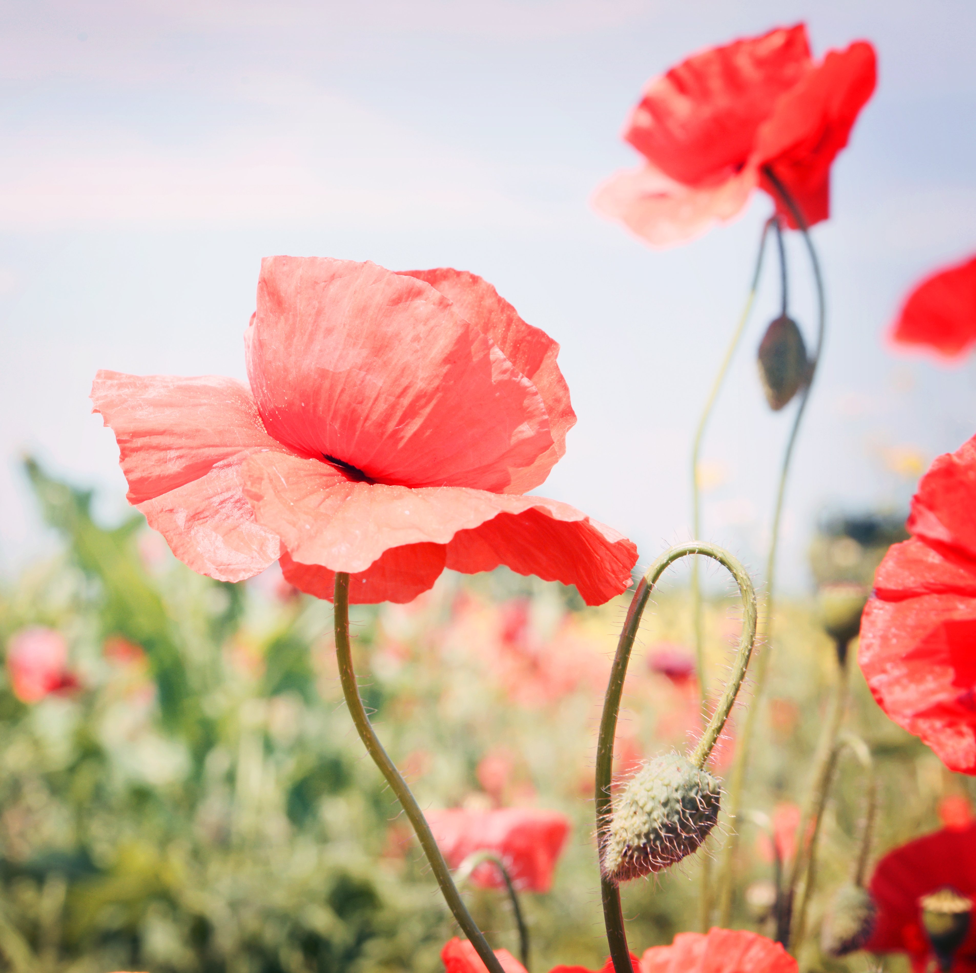 Photo of poppies in a field