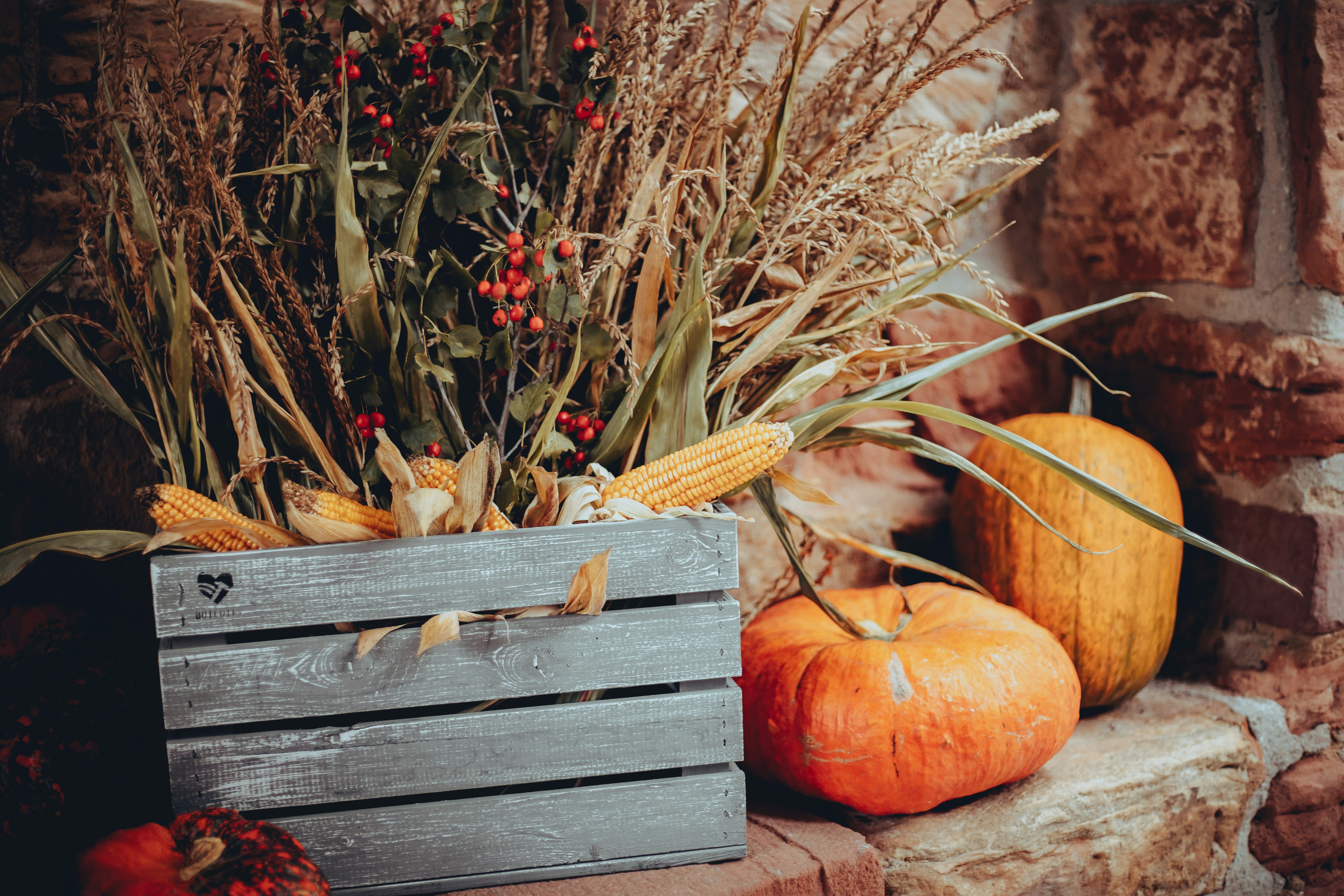 Photo of harvested fall vegetables
