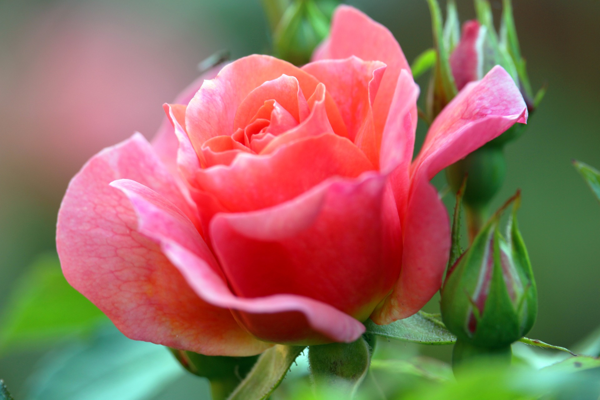 Photo of a pink rose