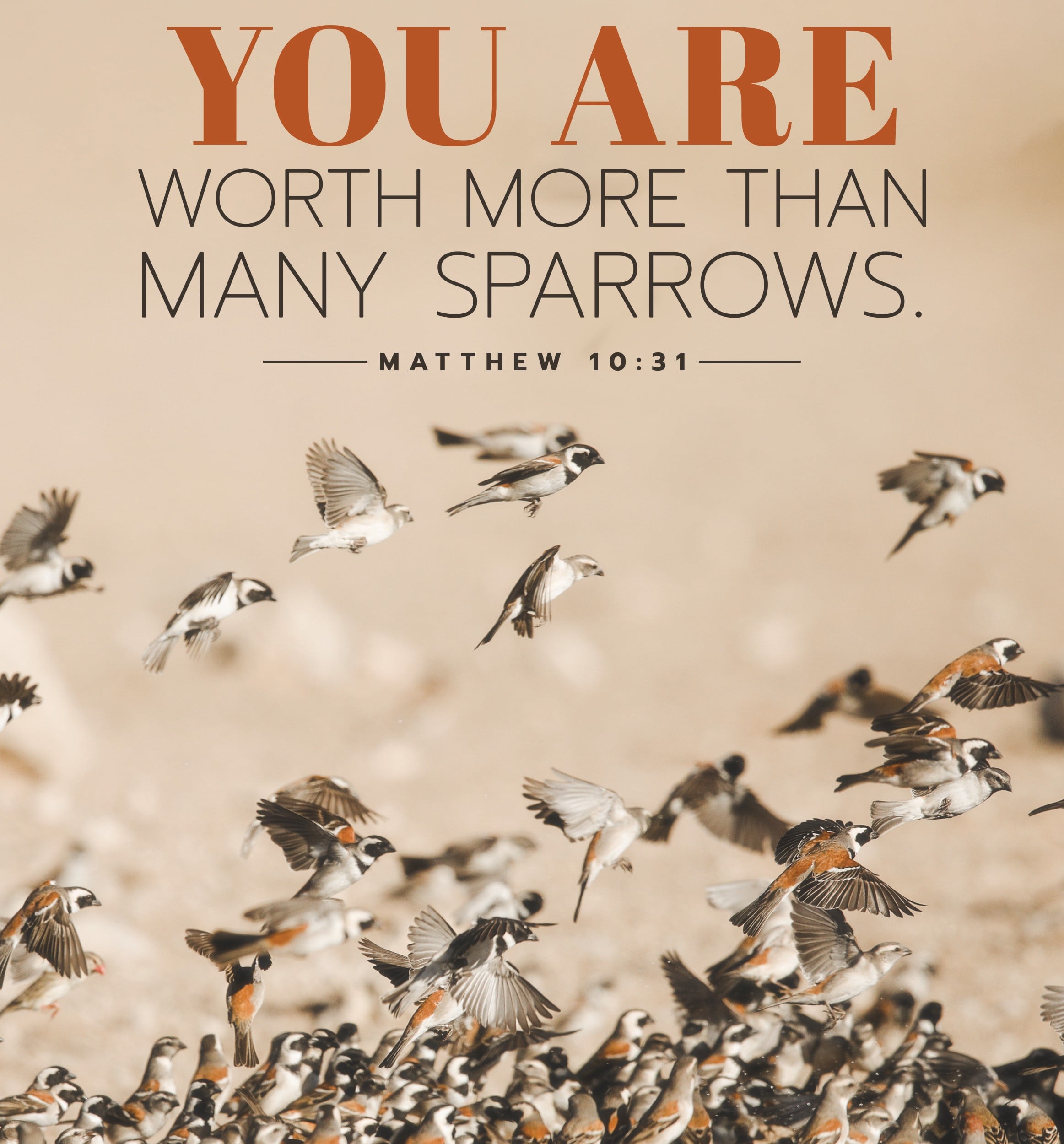Photo of dozens of sparrows