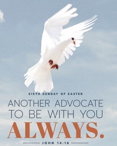 Photo of a white dove and verse Joh 14:16