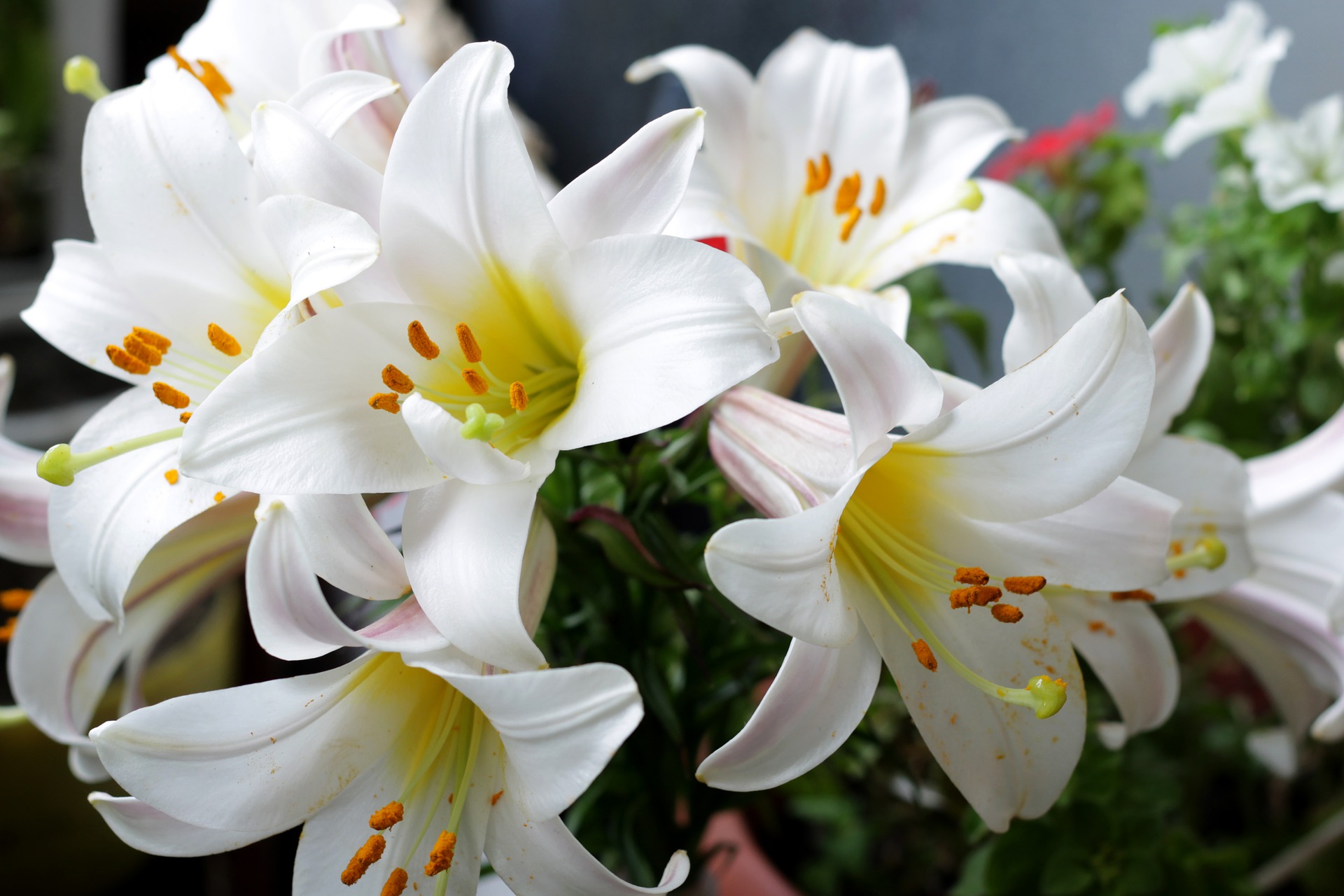 Photo of a bunch of white Easter lilies