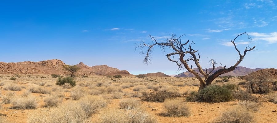 Photo of a bare tree in the desert