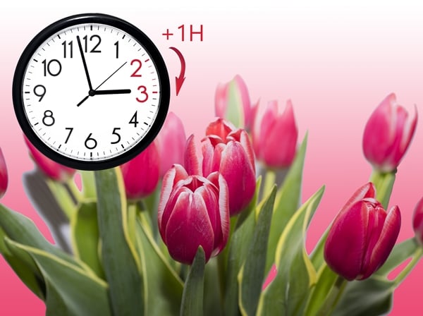 Photo showing an alarm clock and pink tulips