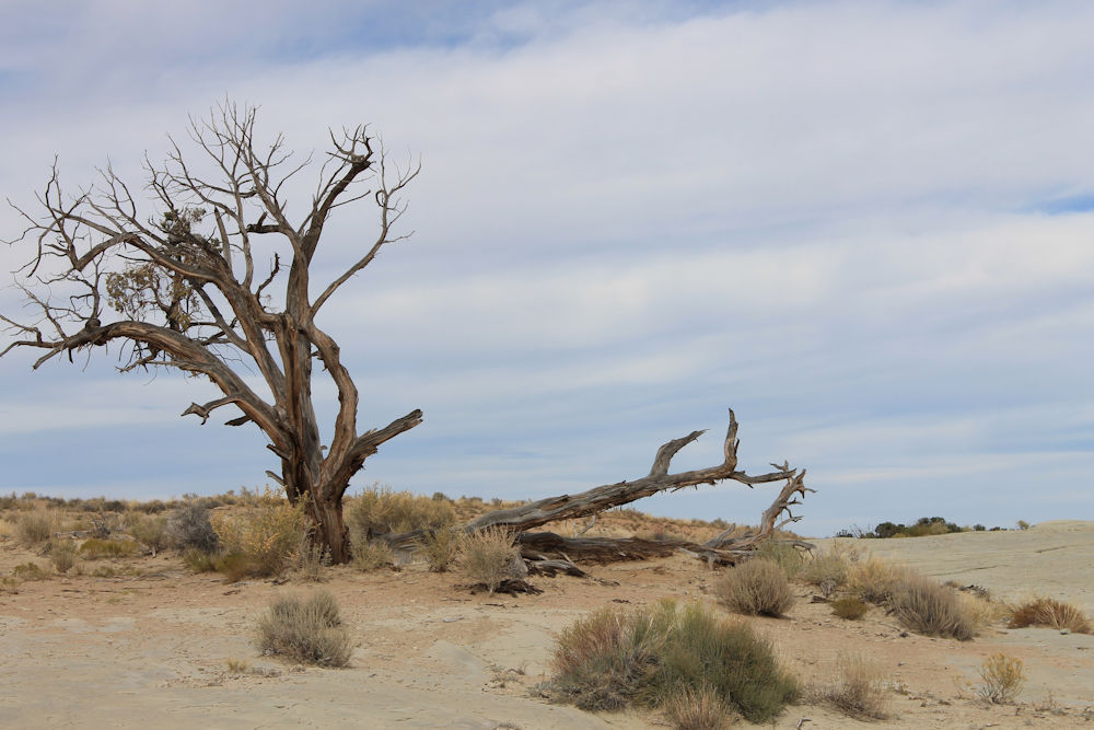 Photo of a barren desert landscape with a bare tree