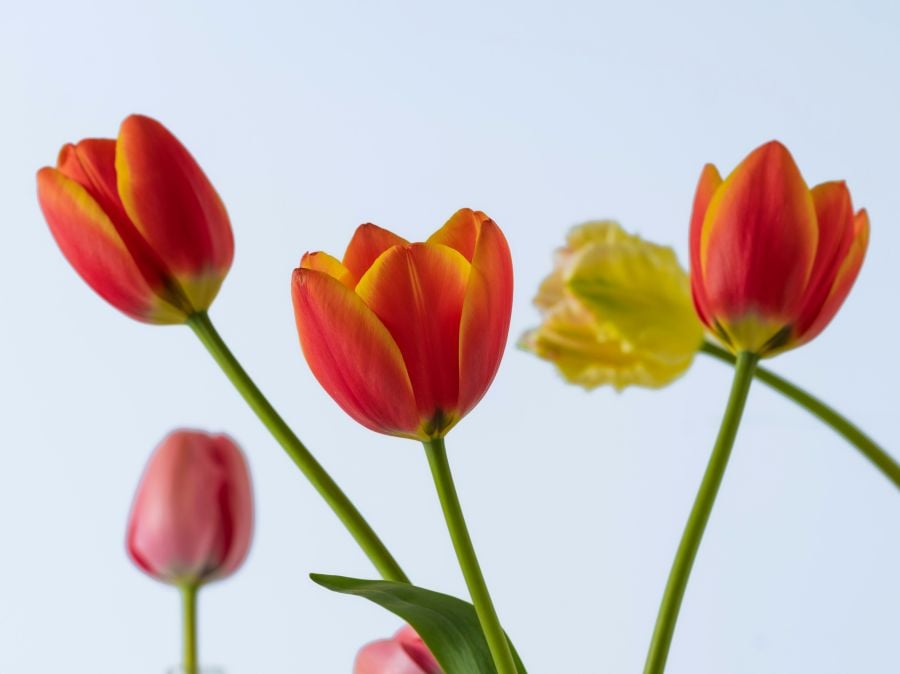 Photo of tulips